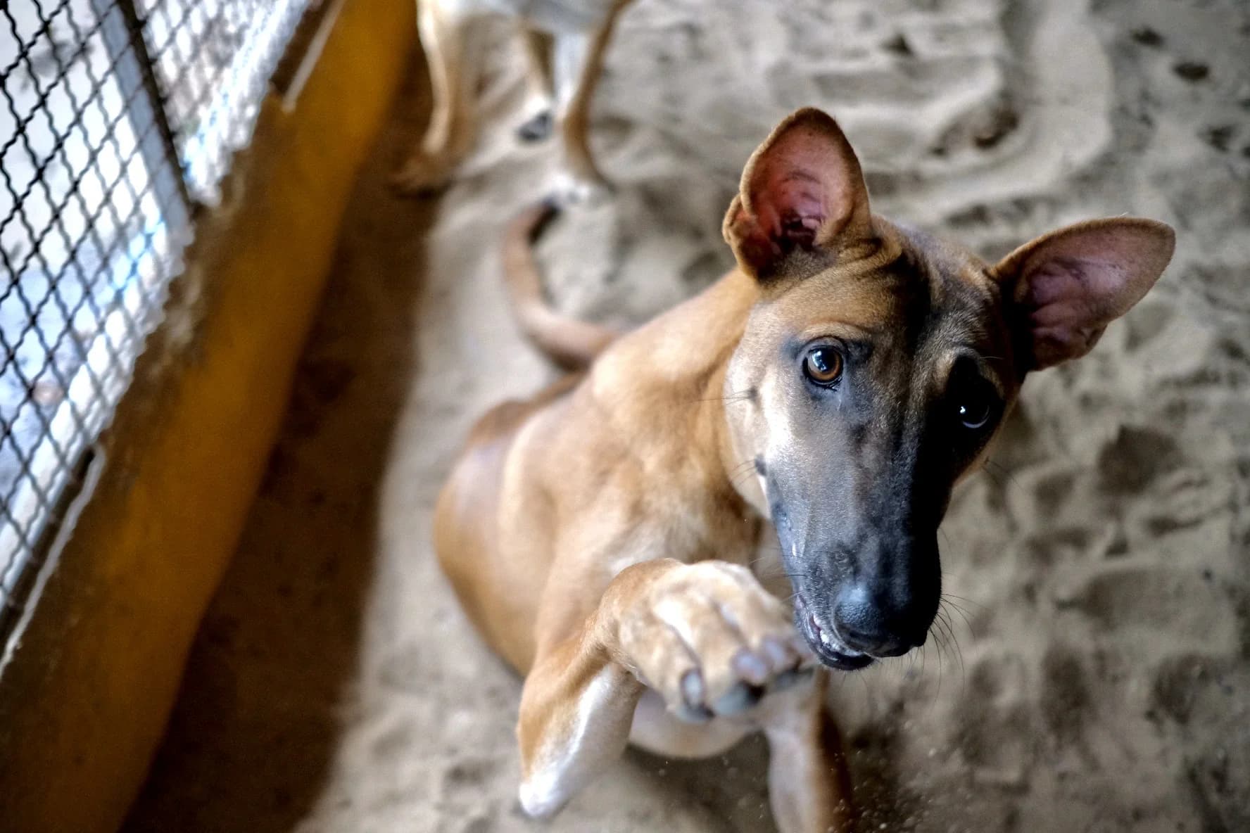 A rescued dog at Saved Souls Foundation waiting for a loving home